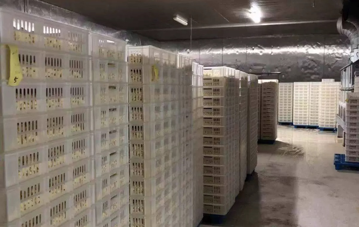 Cold Storage